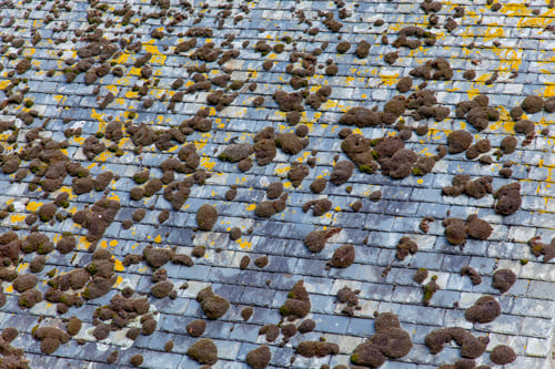 Comprehensive Storm & Hail Damage Roof Inspections